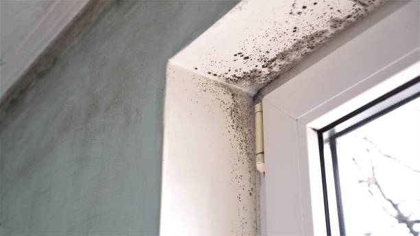 Best Post-Flood Mold Remediation in Gastonville, PA